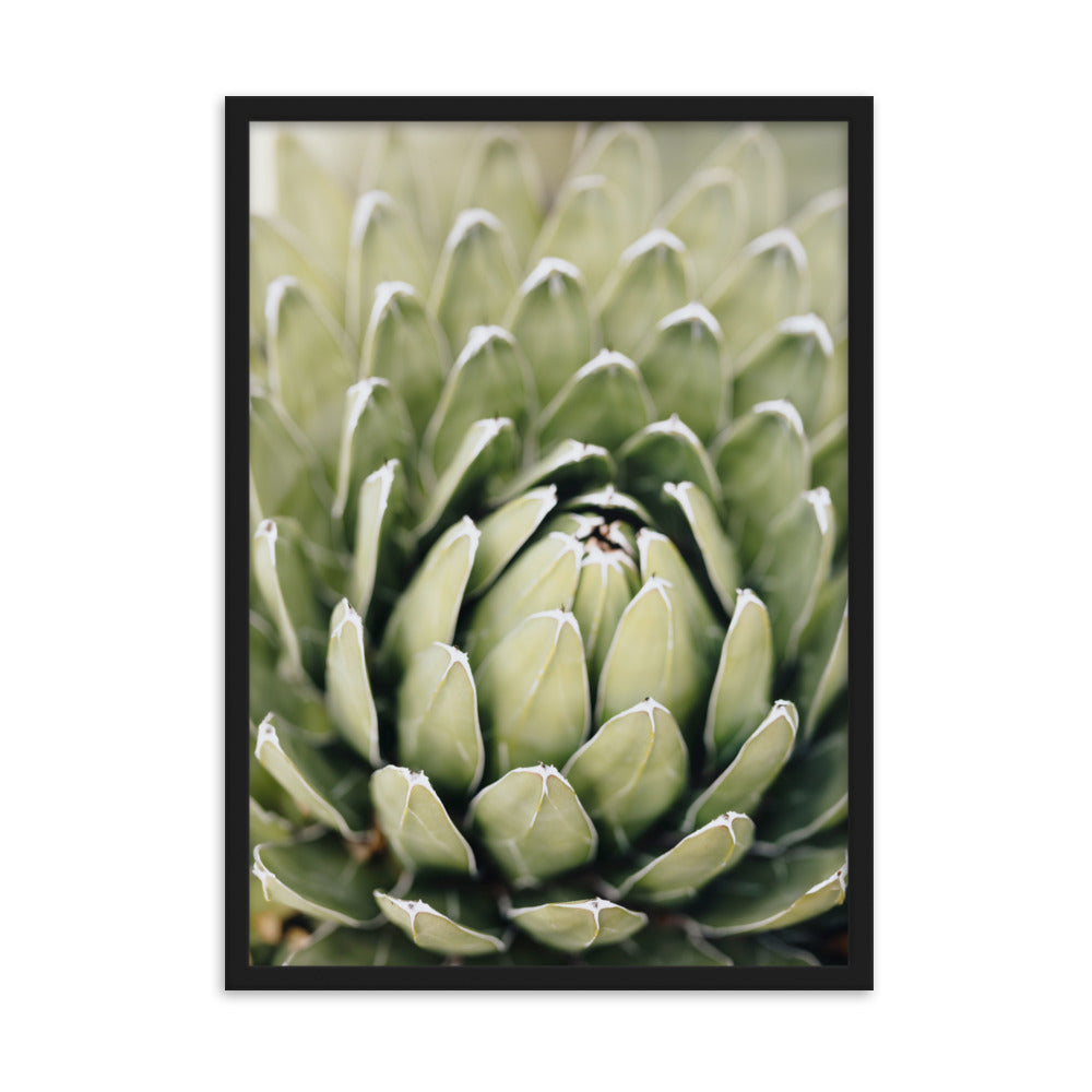 Poster - Cactus Flower II Schwarz / 50×70 cm artlia