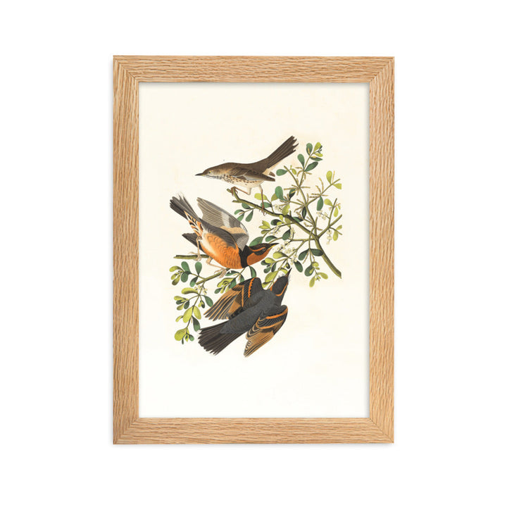 Poster - Drei Vögel auf Ästen Oak / 21×30 cm artlia