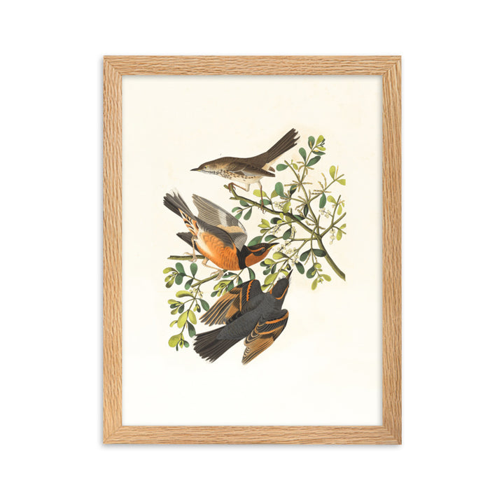 Poster - Drei Vögel auf Ästen Oak / 30×40 cm artlia