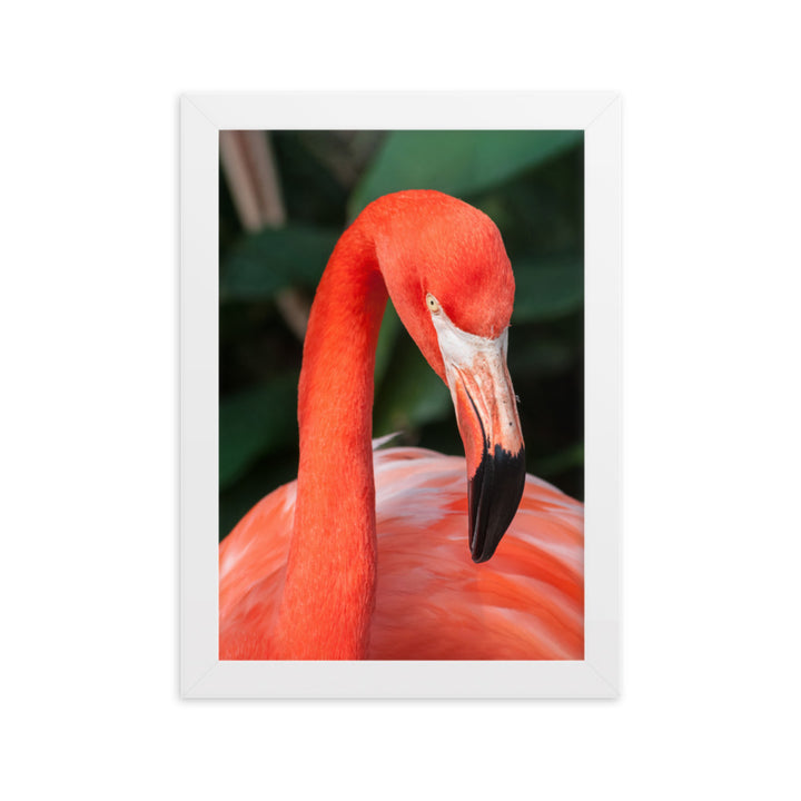 Poster - Flamingo, Phoenicopterus Ruber Weiß / 21×30 cm artlia