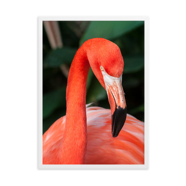 Poster - Flamingo, Phoenicopterus Ruber Weiß / 50×70 cm artlia