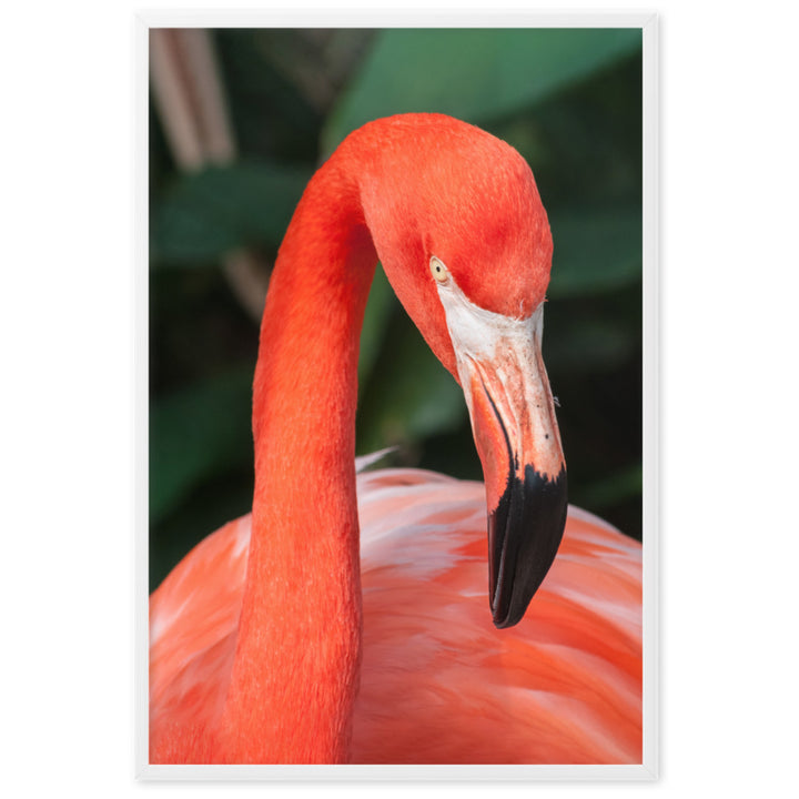 Poster - Flamingo, Phoenicopterus Ruber Weiß / 61×91 cm artlia