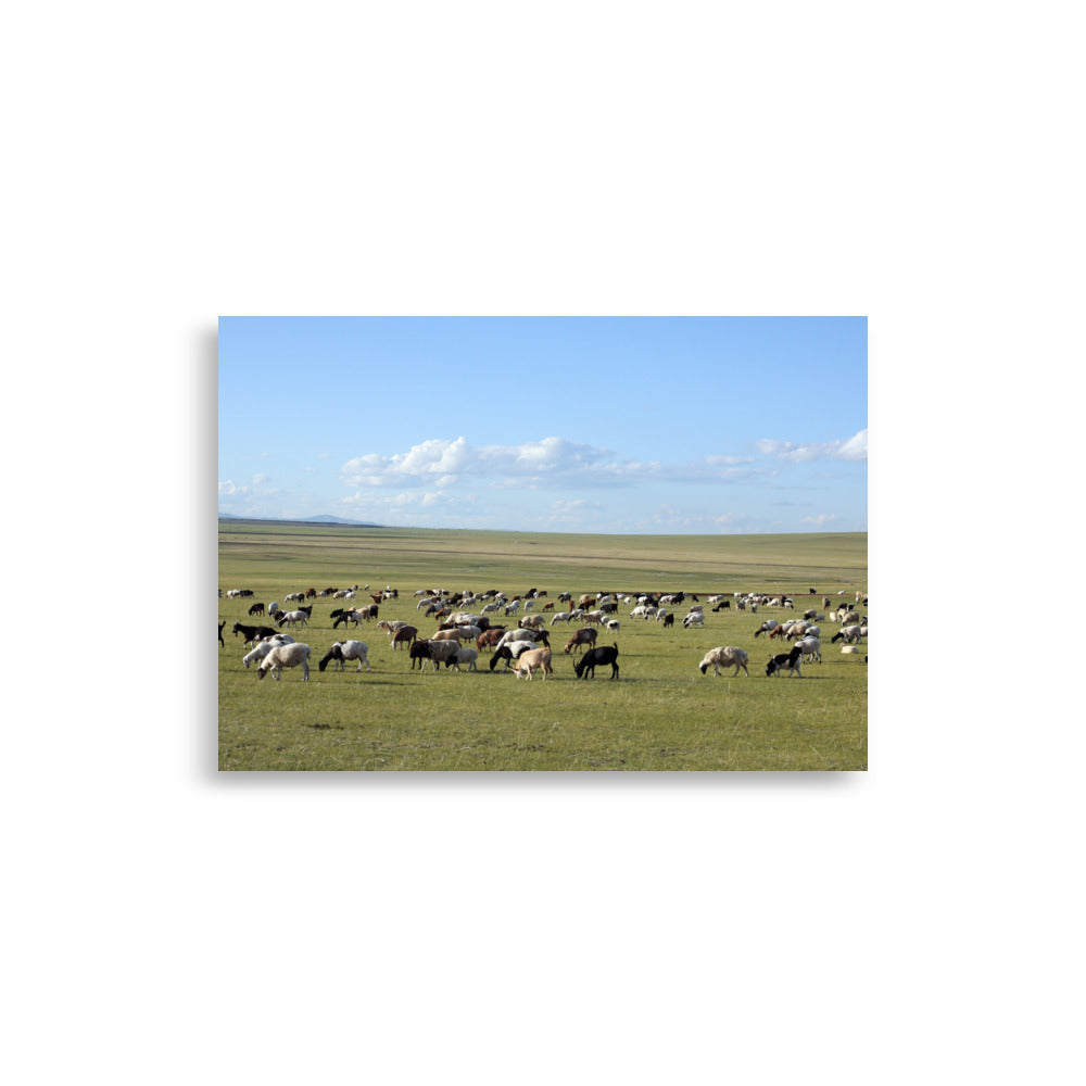 Poster - Herd of sheep graze in Mongolian steppe 21×30 cm artlia