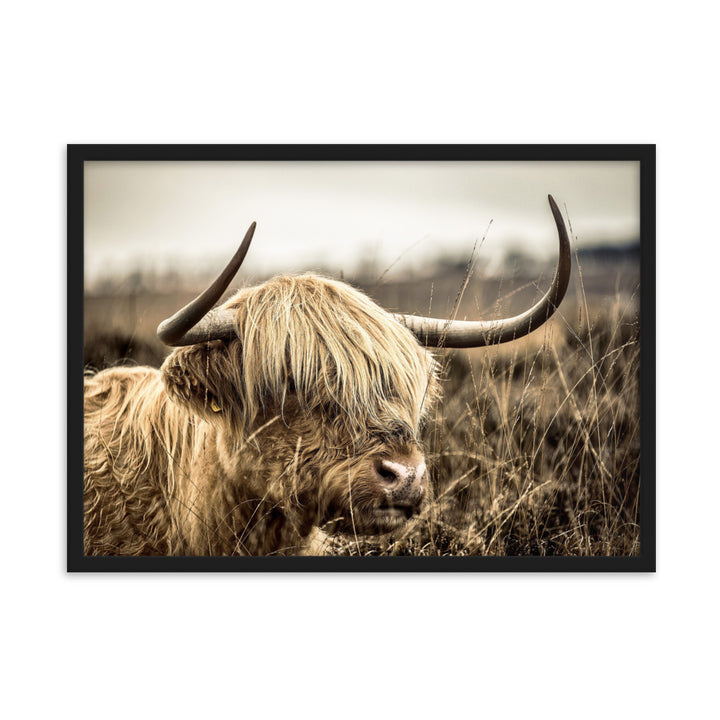 Poster - Highland Cattle Retro Schwarz / 50×70 cm artlia