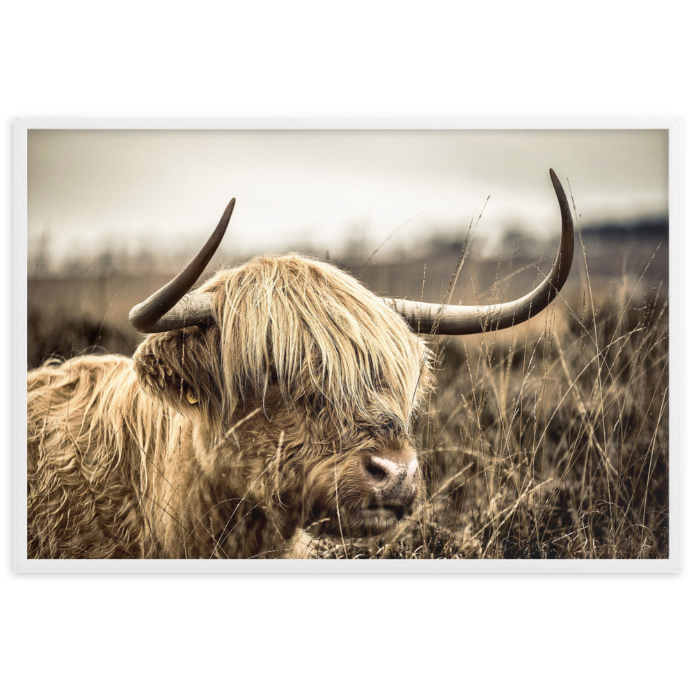 Poster - Highland Cattle Retro Weiß / 61×91 cm artlia
