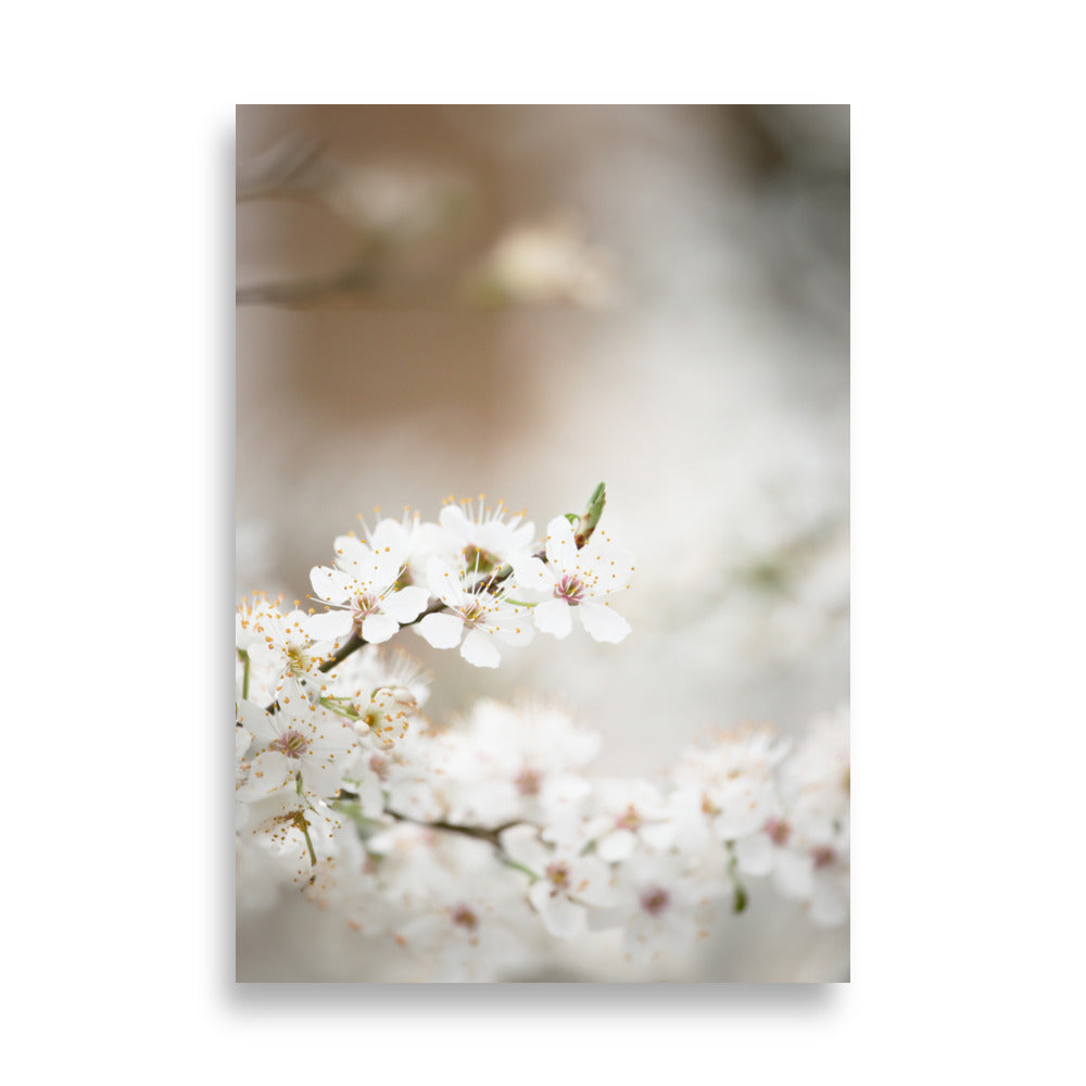 Poster - Kirschblüten ohne Rahmen / 21×30 cm artlia