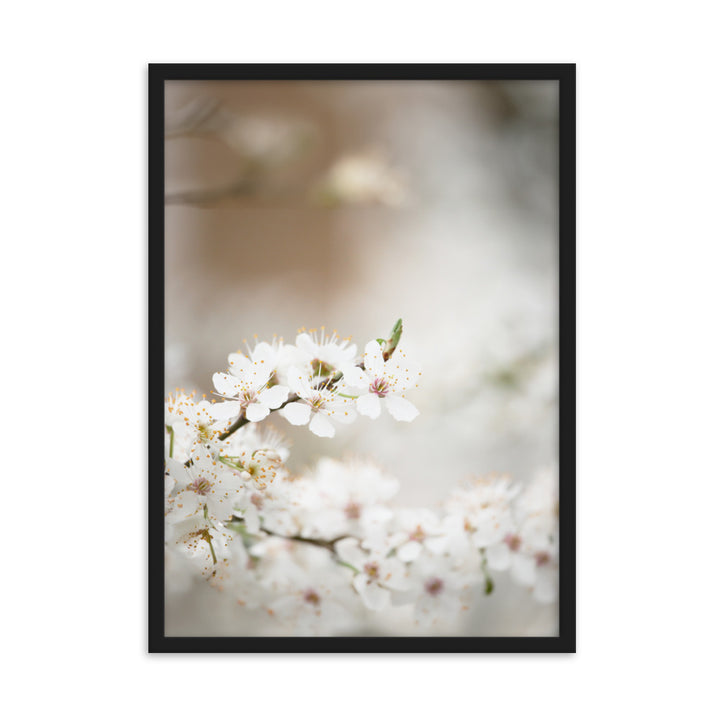 Poster - Kirschblüten Schwarz / 50×70 cm artlia