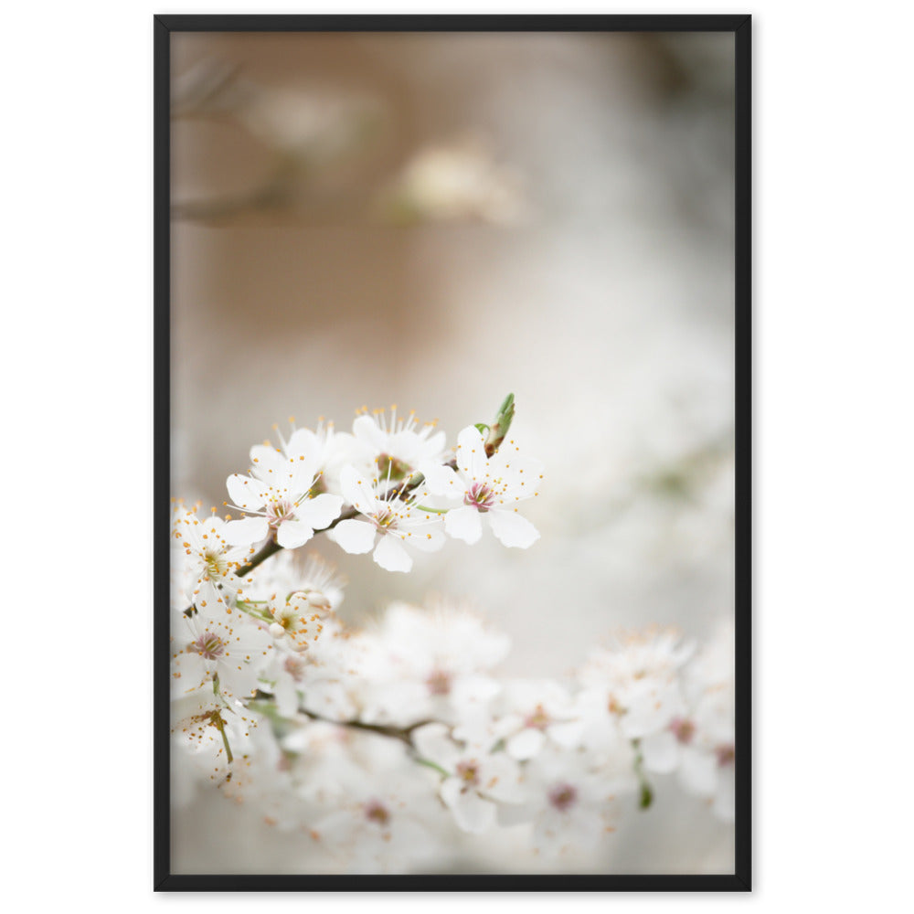 Poster - Kirschblüten Schwarz / 61×91 cm artlia
