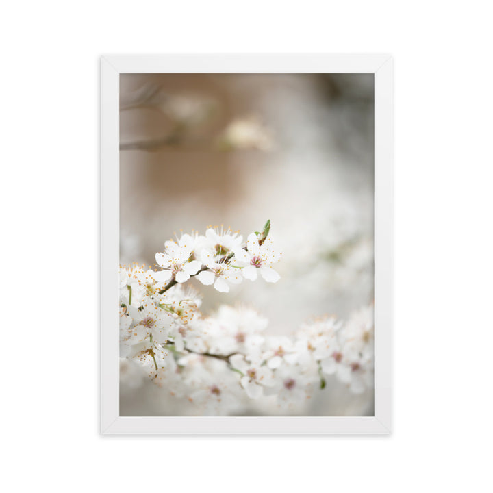 Poster - Kirschblüten Weiß / 30×40 cm artlia