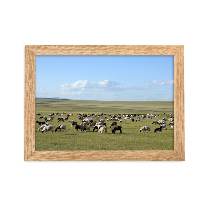 Poster mit Rahmen - Herd of sheep graze in Mongolian steppe Oak / 21×30 cm artlia