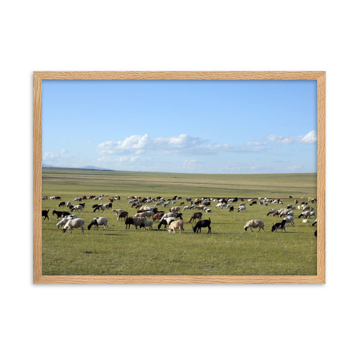 Poster mit Rahmen - Herd of sheep graze in Mongolian steppe Oak / 50×70 cm artlia