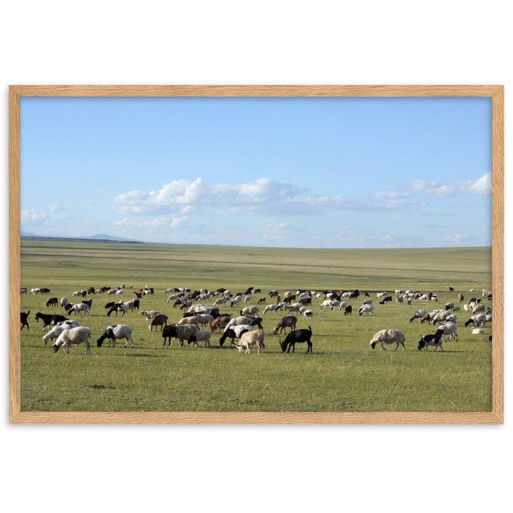 Poster mit Rahmen - Herd of sheep graze in Mongolian steppe Oak / 61×91 cm artlia