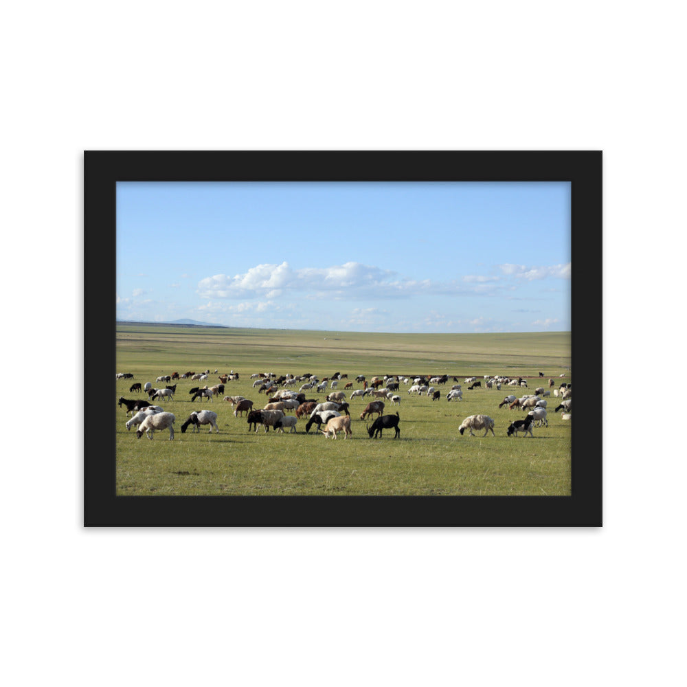 Poster mit Rahmen - Herd of sheep graze in Mongolian steppe Schwarz / 21×30 cm artlia