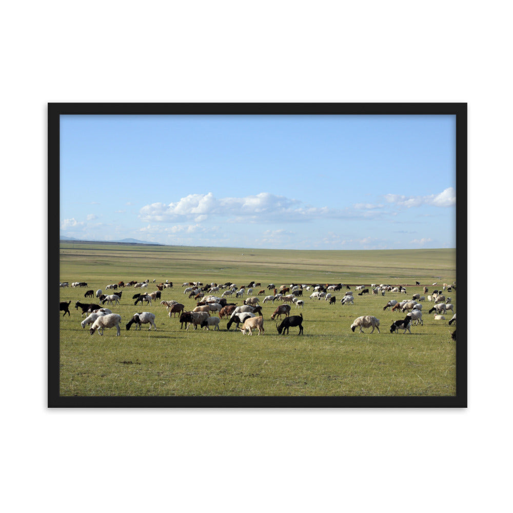 Poster mit Rahmen - Herd of sheep graze in Mongolian steppe Schwarz / 50×70 cm artlia