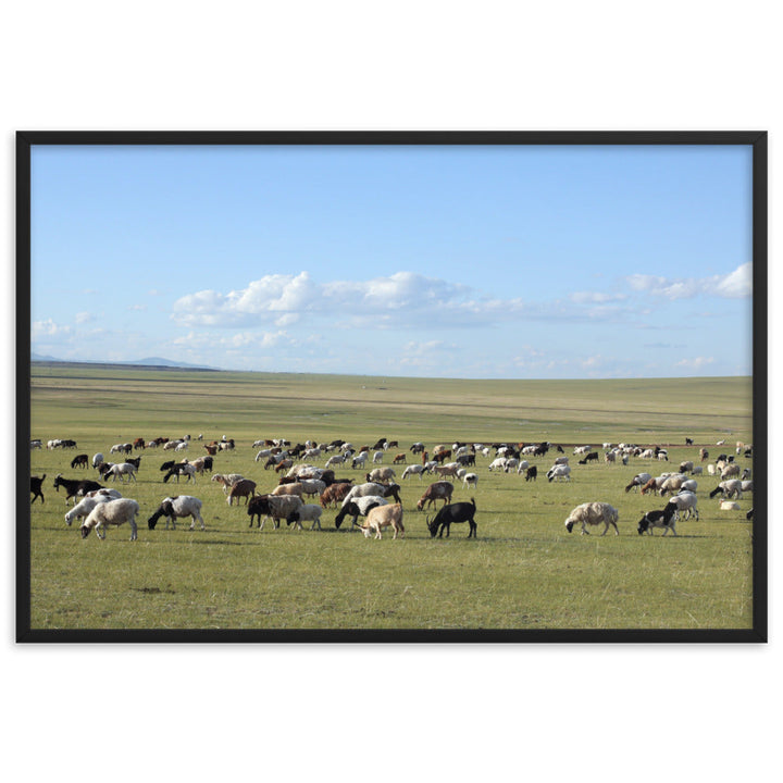 Poster mit Rahmen - Herd of sheep graze in Mongolian steppe Schwarz / 61×91 cm artlia