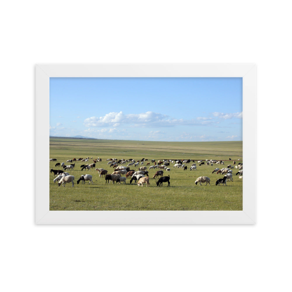 Poster mit Rahmen - Herd of sheep graze in Mongolian steppe Weiß / 21×30 cm artlia