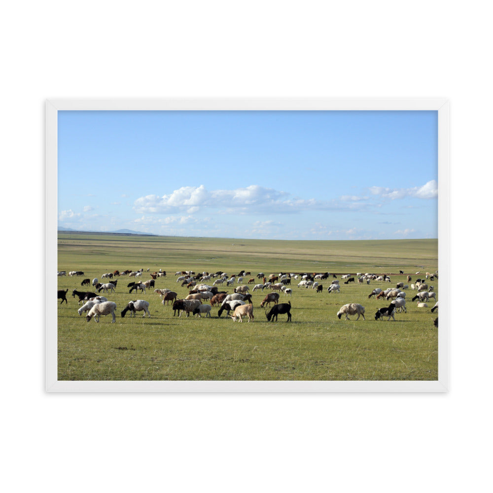 Poster mit Rahmen - Herd of sheep graze in Mongolian steppe Weiß / 50×70 cm artlia