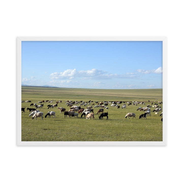 Poster mit Rahmen - Herd of sheep graze in Mongolian steppe Weiß / 50×70 cm artlia
