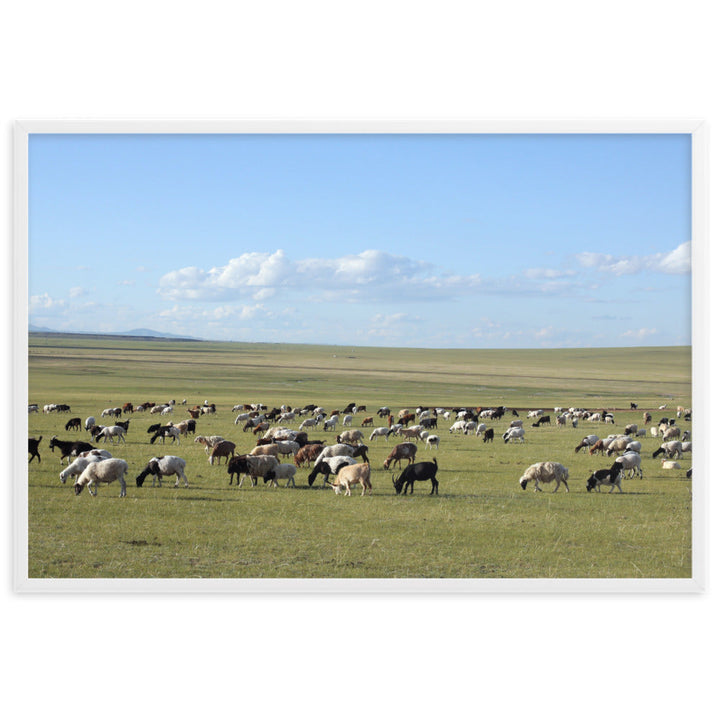 Poster mit Rahmen - Herd of sheep graze in Mongolian steppe Weiß / 61×91 cm artlia
