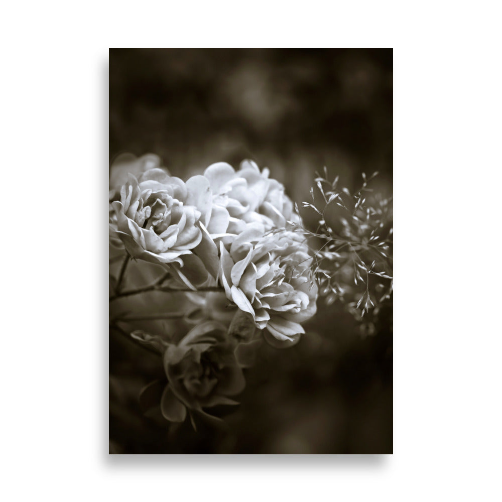 Poster - Weiße Pfingstrosen ohne Rahmen / 21×30 cm artlia