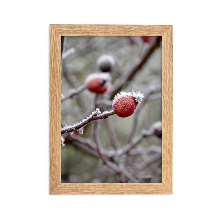 Poster - Winterbeeren II Oak / 21×30 cm artlia