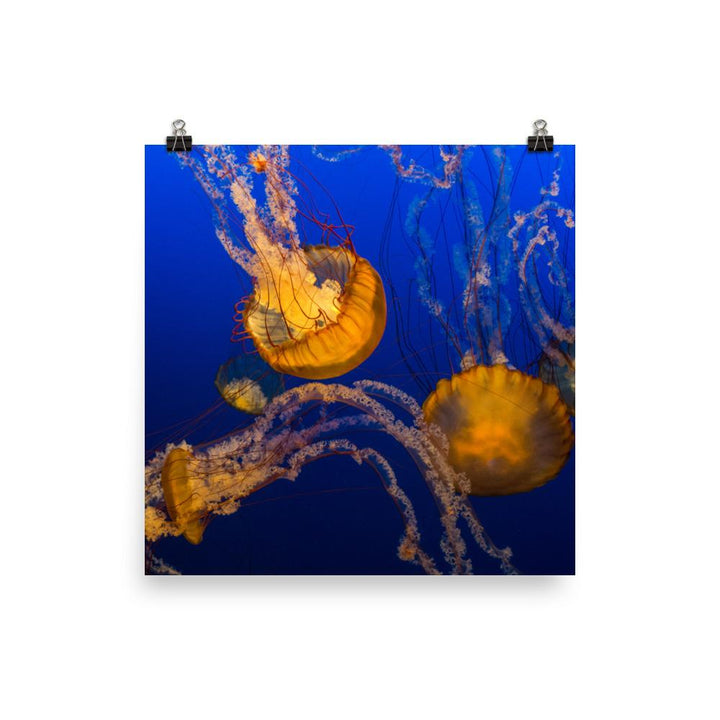 Gelbe Qualle - Poster 25x25 cm artlia