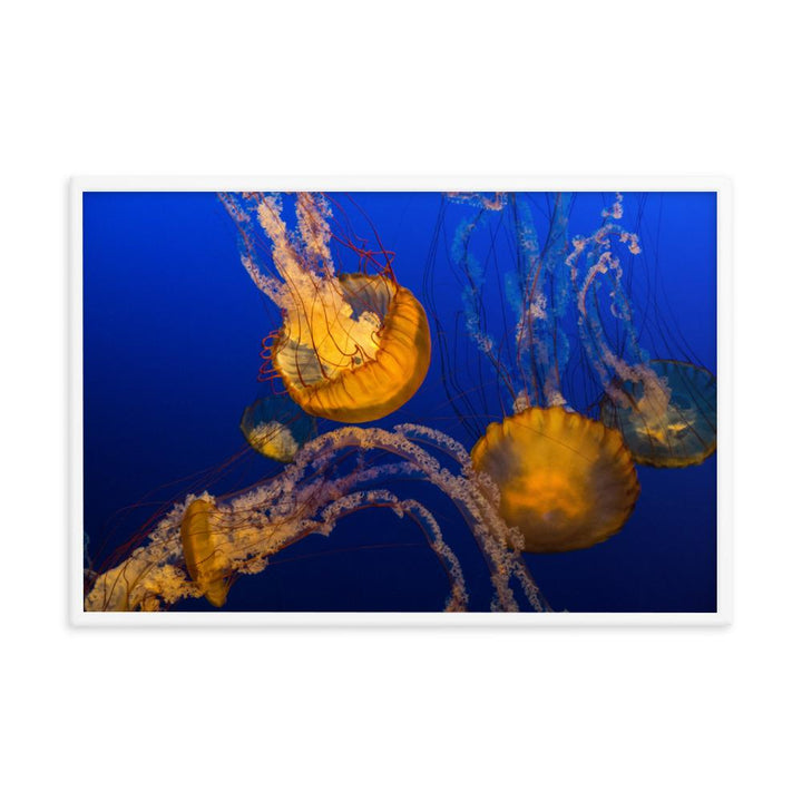 Gelbe Qualle - Poster artlia