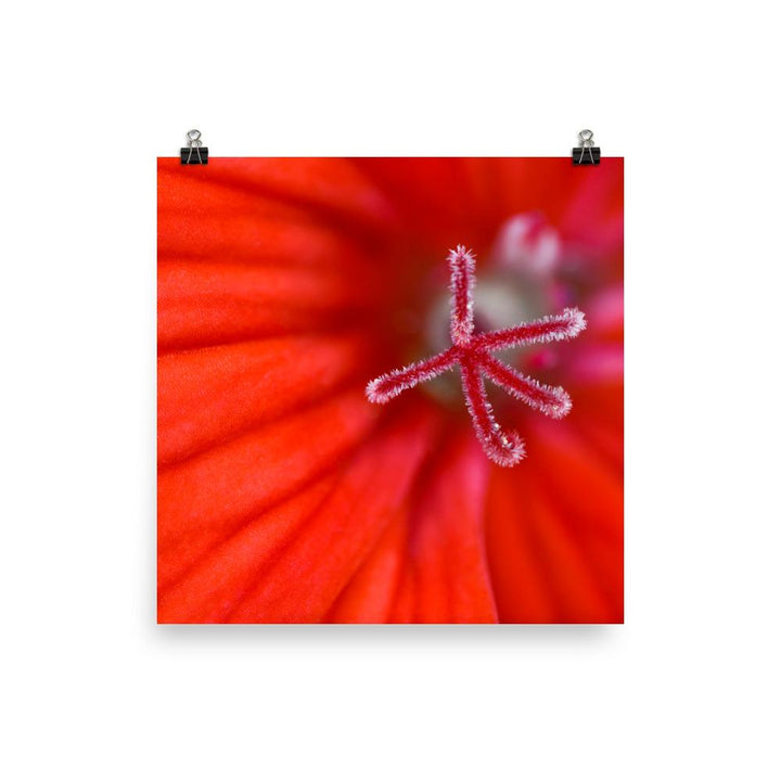 Geranie - Poster 25x25 cm artlia