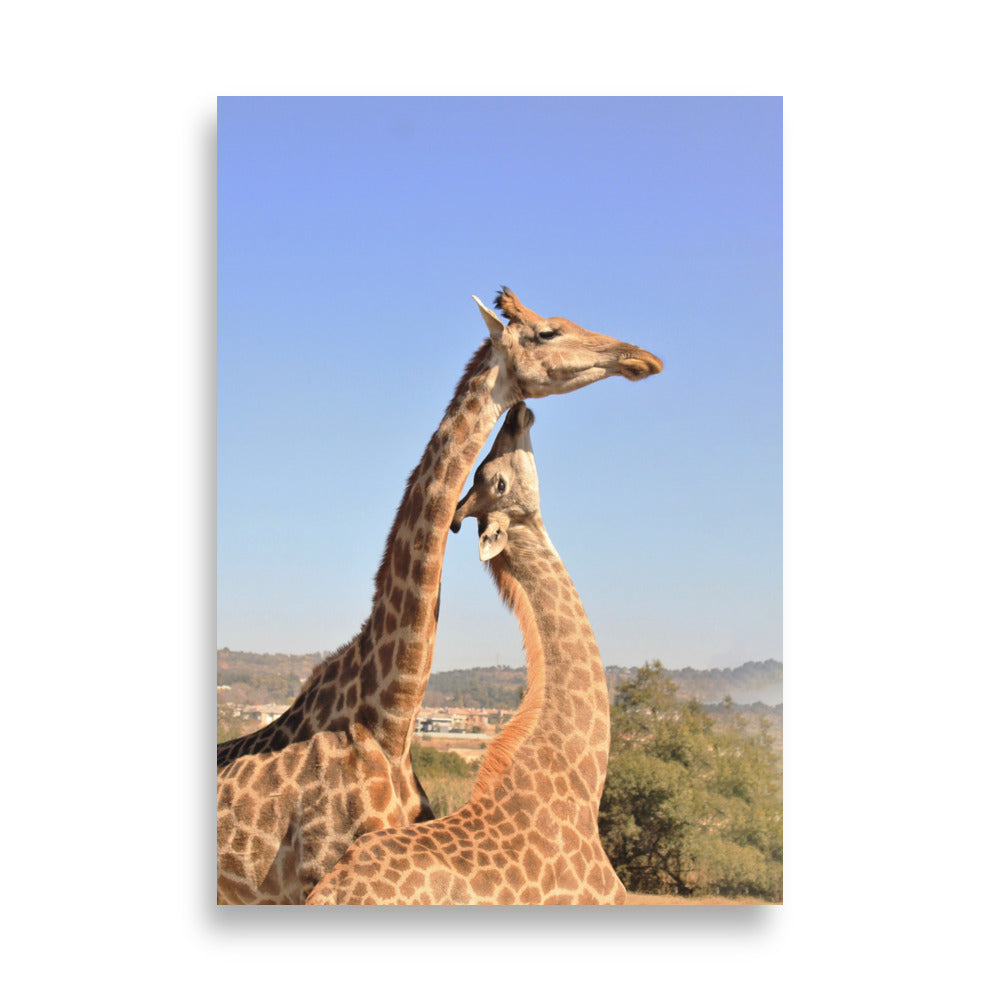 Giraffen - Poster 21×30 cm artlia