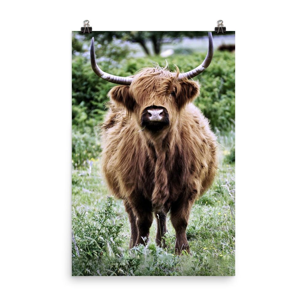 Highland cattle - Poster 30x45 cm artlia