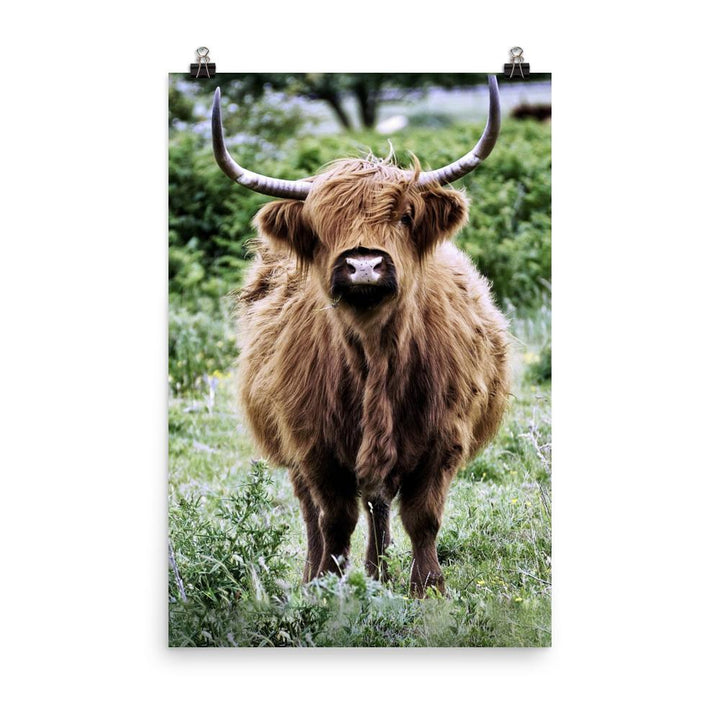 Highland cattle - Poster 30x45 cm artlia