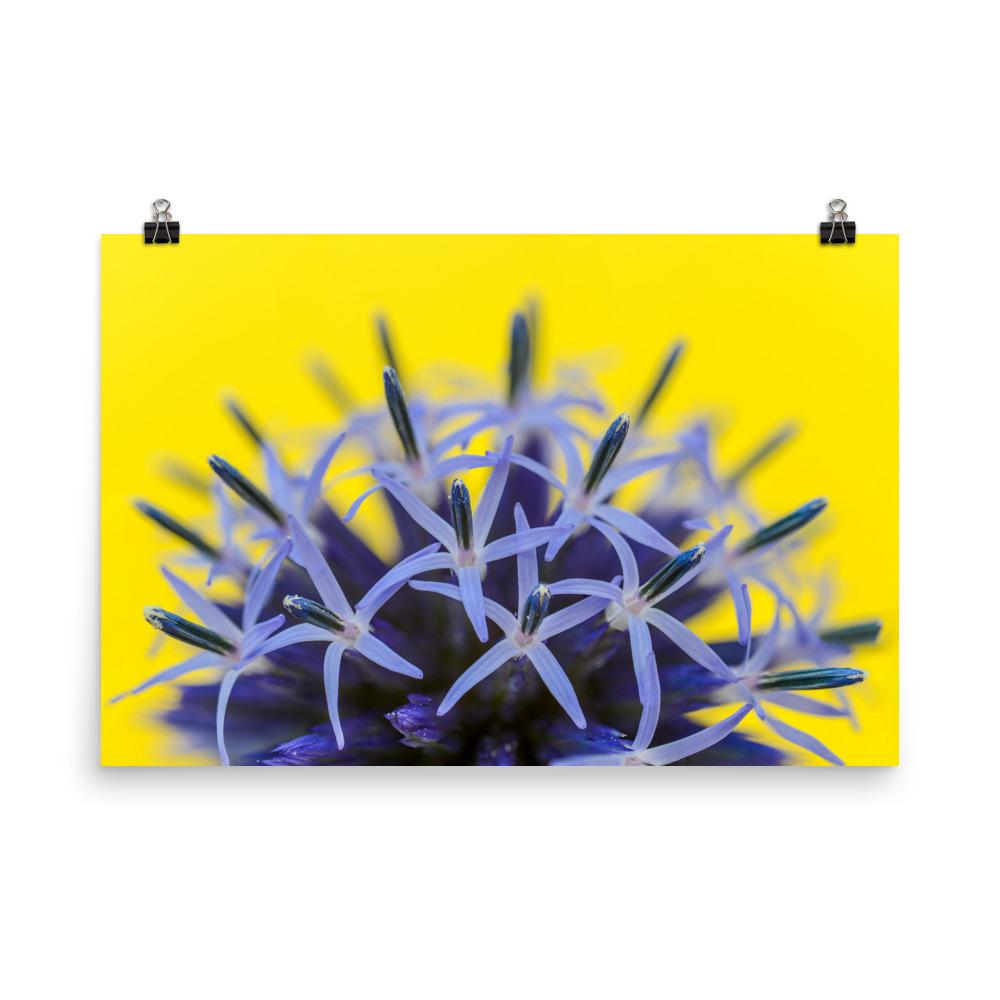 Kugeldiestel - Poster 30x45 cm artlia