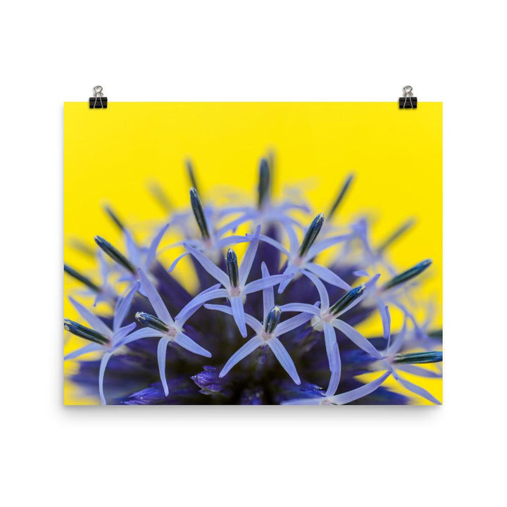 Kugeldiestel - Poster 20x25 cm artlia