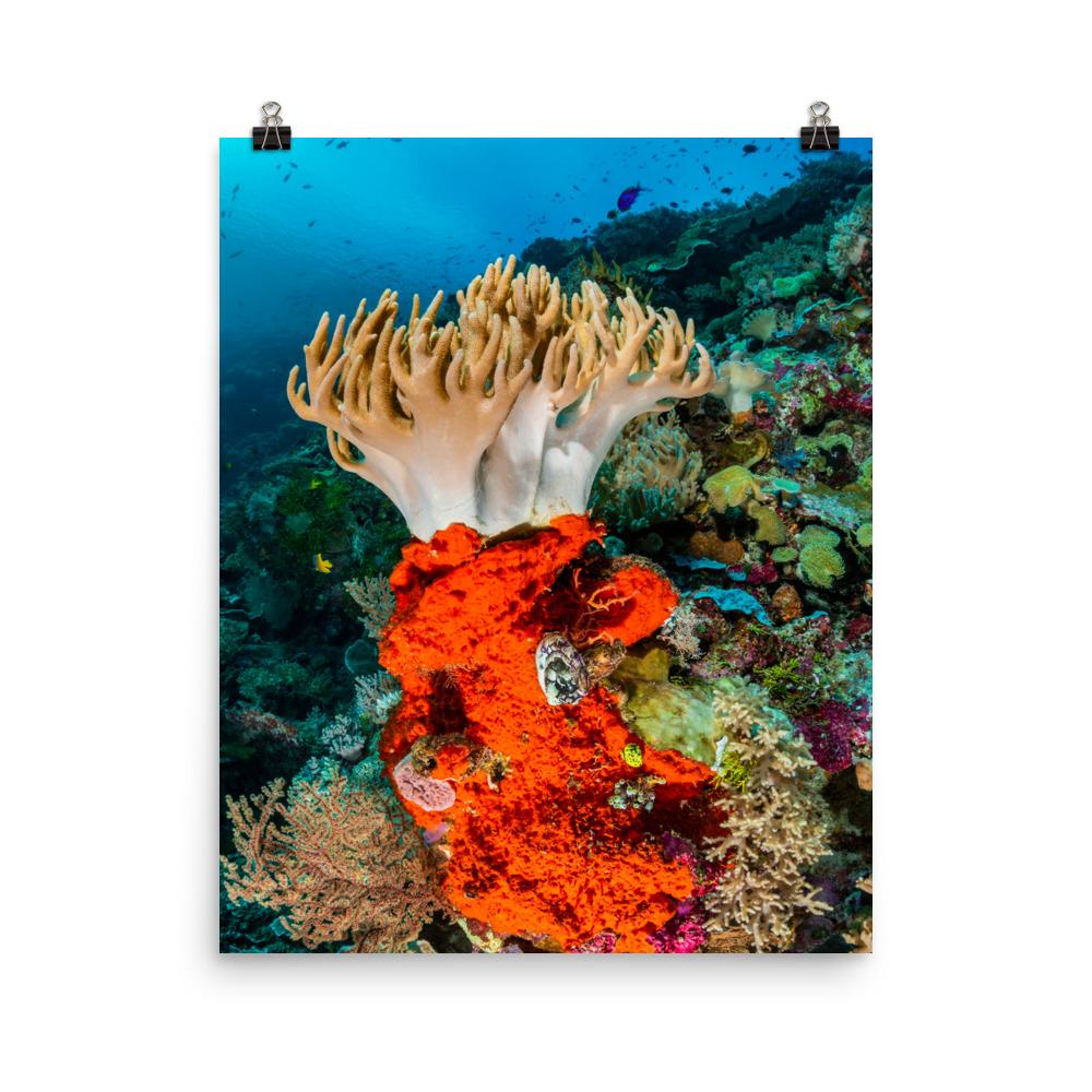 Lederkoralle - Poster 41x51 cm artlia