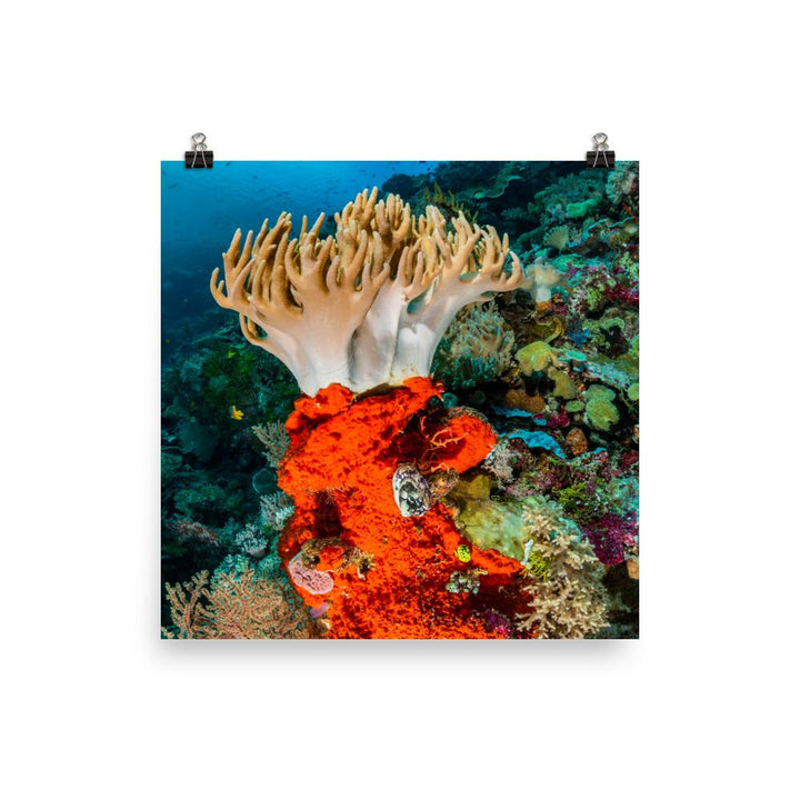 Lederkoralle - Poster 25x25 cm artlia