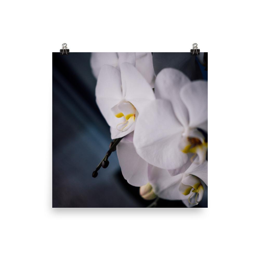Orchidee 02 - Poster 25x25 cm artlia