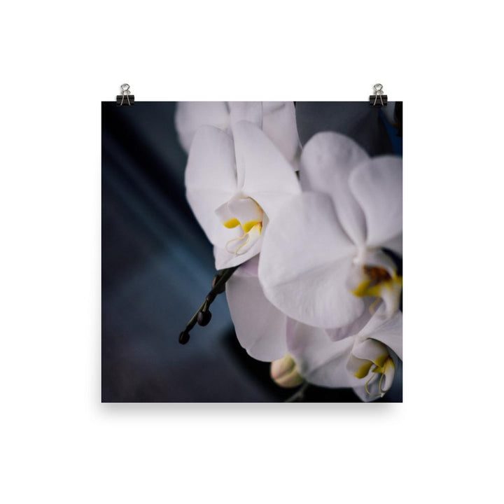 Orchidee 02 - Poster 25x25 cm artlia