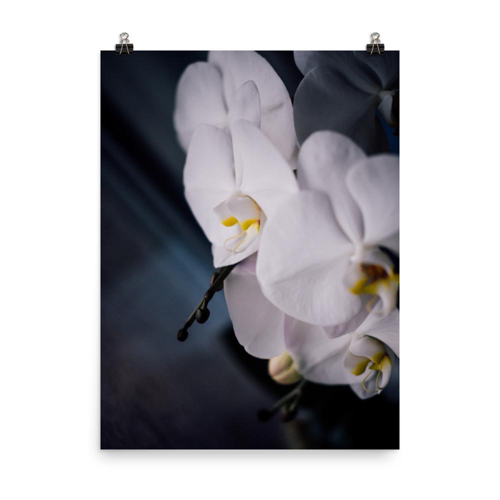 Orchidee 02 - Poster 30x41 cm artlia