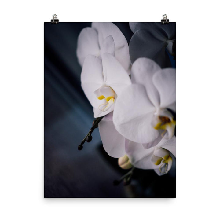 Orchidee 02 - Poster 30x41 cm artlia