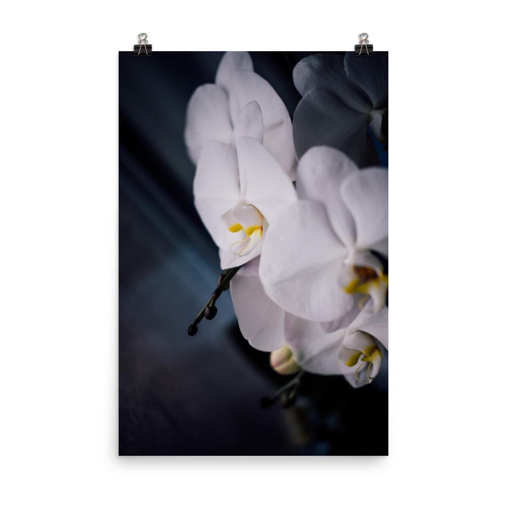 Orchidee 02 - Poster 30x45 cm artlia