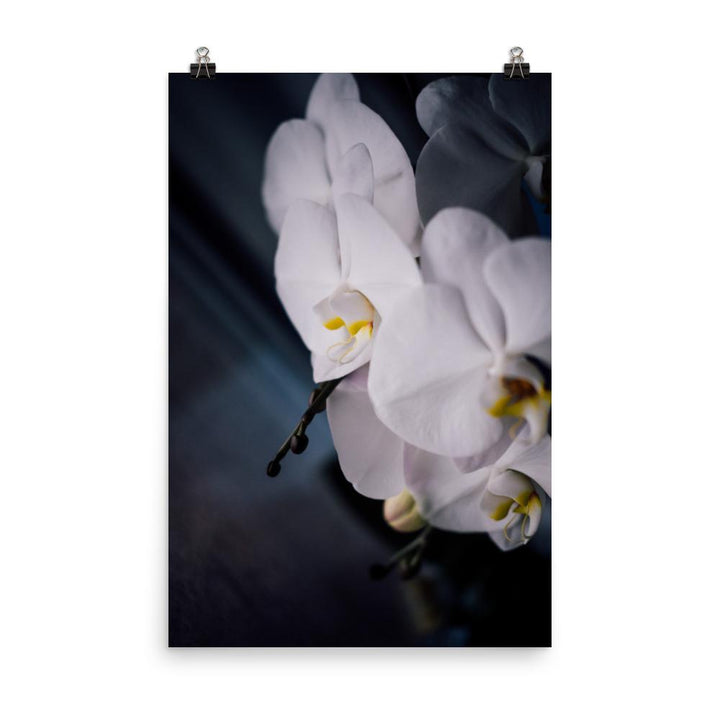 Orchidee 02 - Poster 30x45 cm artlia