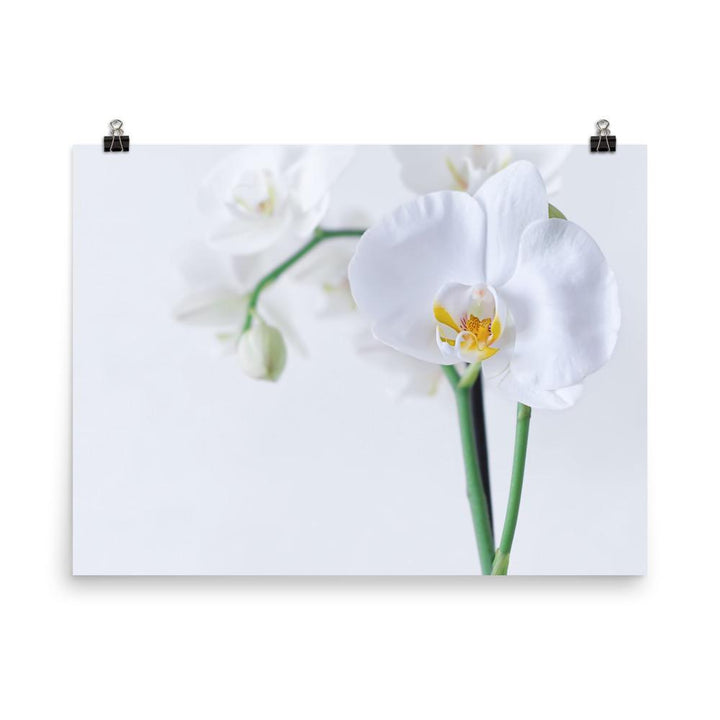 Orchidee 03 - Poster 30x41 cm artlia