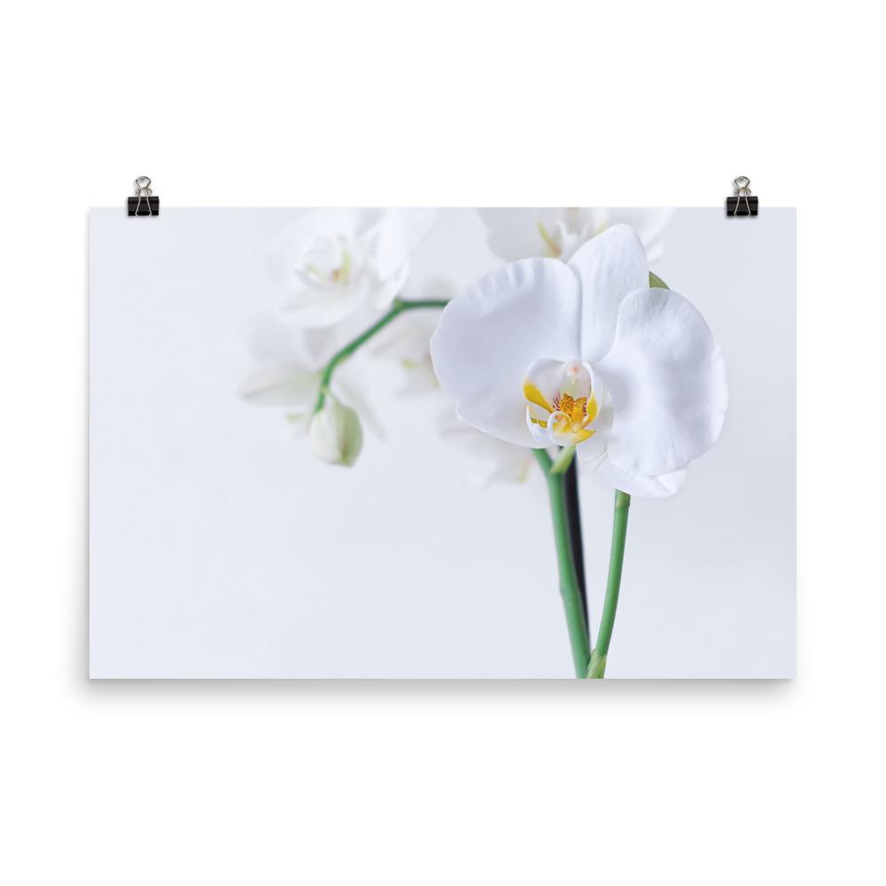 Orchidee 03 - Poster 30x45 cm artlia