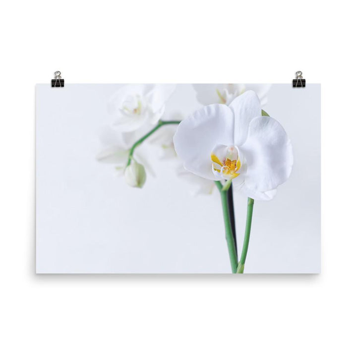 Orchidee 03 - Poster 30x45 cm artlia