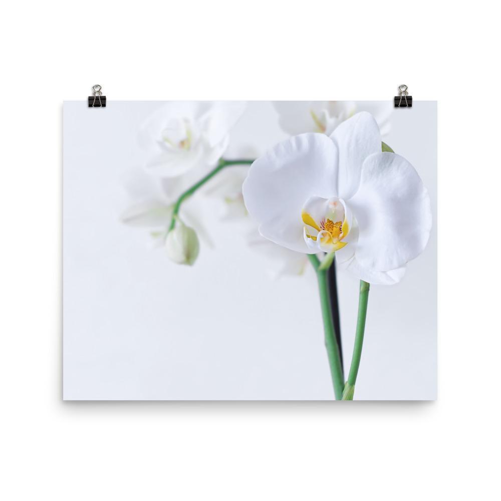Orchidee 03 - Poster 20x25 cm artlia