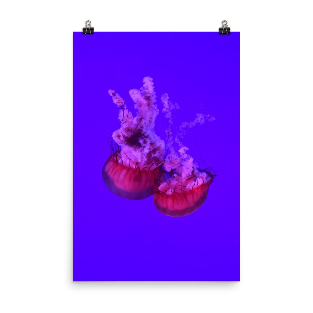 Pinke Qualle - Poster 30x45 cm artlia