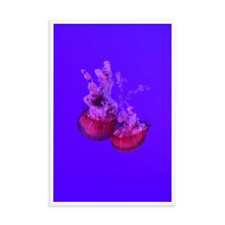 Pinke Qualle - Poster artlia