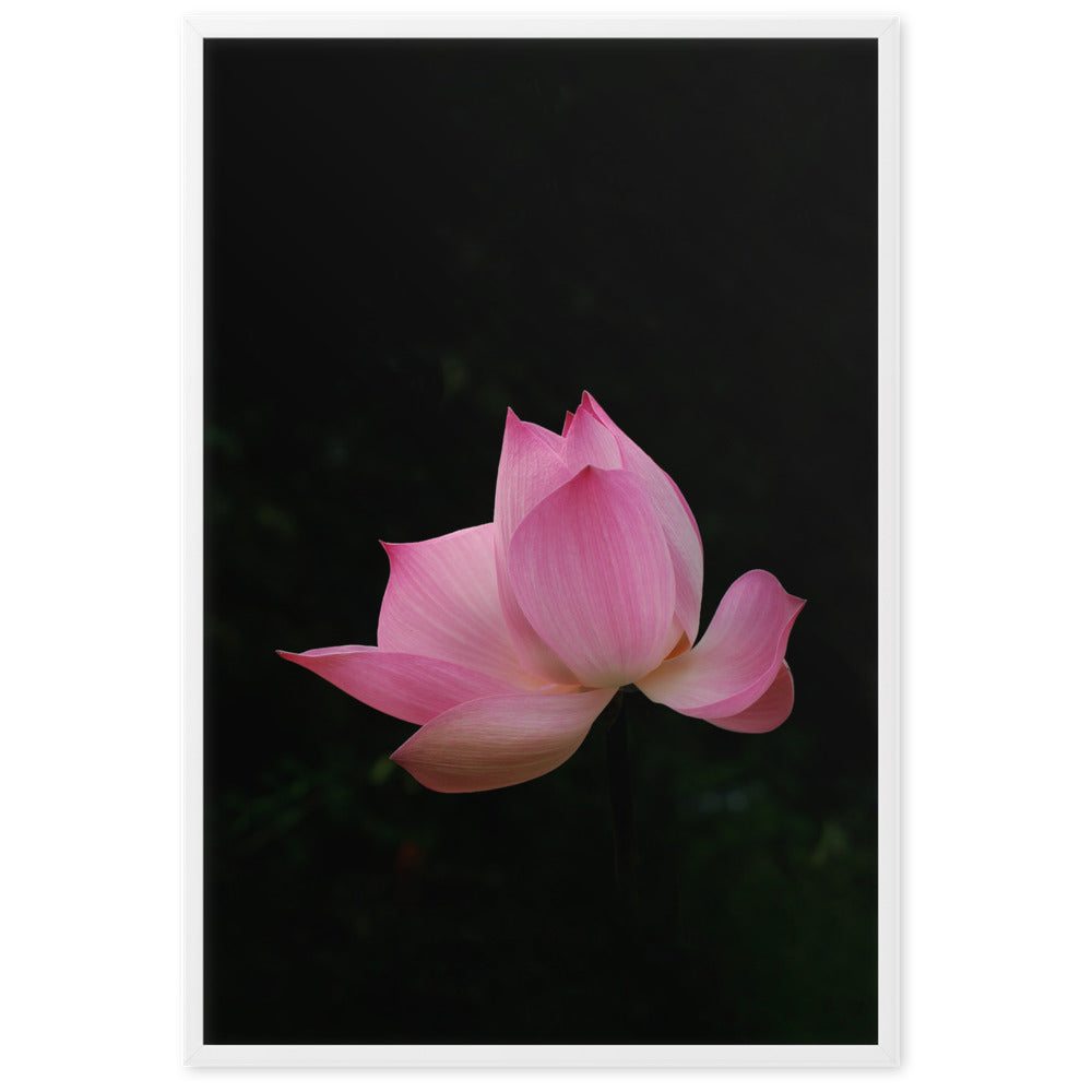 Poster - Lotus Seerose artlia