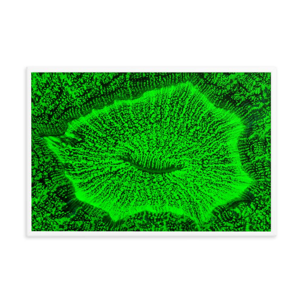 Poster - Wulstkoralle artlia