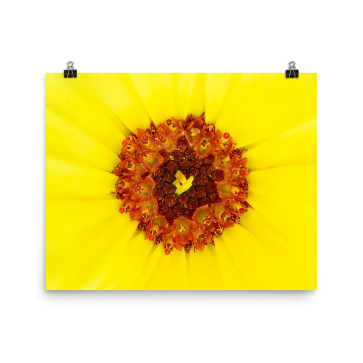 Ringelblume - Poster 30x41 cm artlia